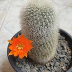 Collecion de Uljuljupa