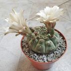 Collecion de Uljuljupa