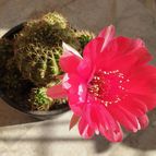 Echinopsis ancistrophora