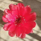 Echinopsis ancistrophora