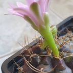 Gymnocalycium anisitsii ssp. damsii