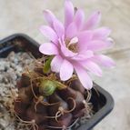Gymnocalycium anisitsii ssp. damsii