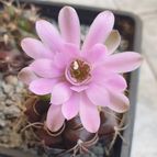 Gymnocalycium anisitsii ssp. damsii