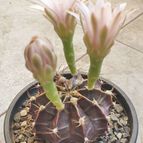 Collecion de Uljuljupa