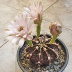 Gymnocalycium mihanovichii