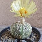 Astrophytum asterias cv. superkabuto