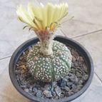 Astrophytum asterias cv. superkabuto