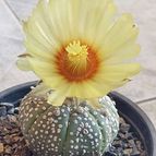 Astrophytum asterias cv. superkabuto