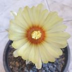 Astrophytum asterias cv. superkabuto
