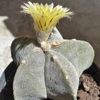 Astrophytum myriostigma