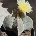 Astrophytum myriostigma