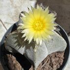 Astrophytum myriostigma