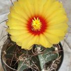 Astrophytum capricorne