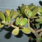 Collecion de Umastyx