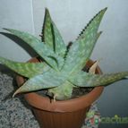 Collecion de Umastyx