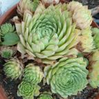 Collecion de Umastyx
