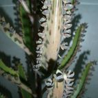 Collecion de Umastyx