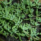 Collecion de Umastyx
