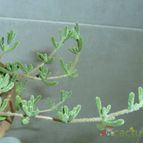 Collecion de Umastyx
