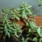 Collecion de Umastyx
