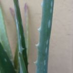 Collecion de Umastyx