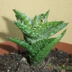 Collecion de Umastyx