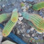 Collecion de Vany