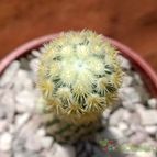 Collecion de Verito22