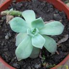 Collecion de Verito22