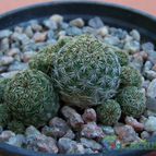 Collecion de Verito22