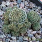 Collecion de Verito22