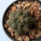 Collecion de Verito22