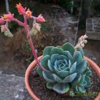 Collecion de Verito22