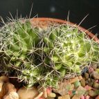 Collecion de Verito22