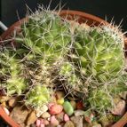 Collecion de Verito22