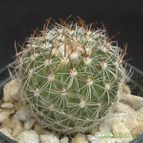 Collecion de Verito22