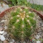 Collecion de Verito22
