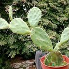 Collecion de Verito22
