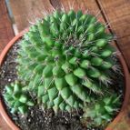 Collecion de Verito22