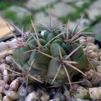 Collecion de Verito22
