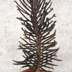 Collecion de Virgilio-Cesar