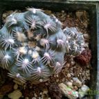 Collecion de Wendy-G