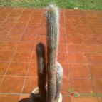 Collecion de Wendy-G