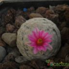 Collecion de Wendy-G