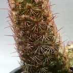 Collecion de Wendy-G