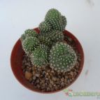 Collecion de Wendy-G