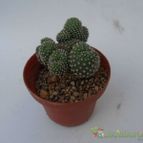 Collecion de Wendy-G
