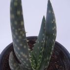 Collecion de Wendy-G