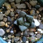 Collecion de Wendy-G