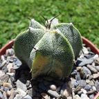Astrophytum ornatum fma. variegada